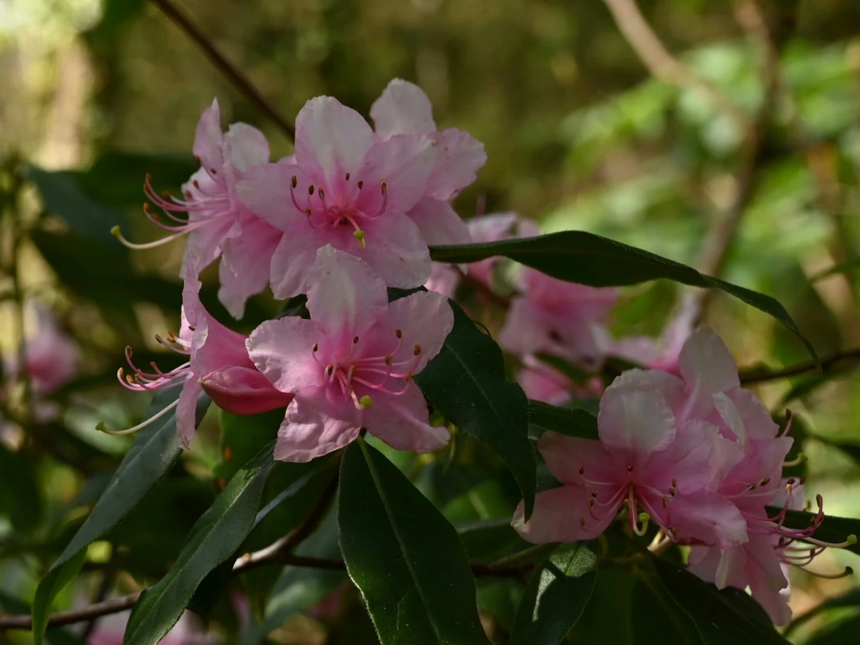 R. brachypodum PW86